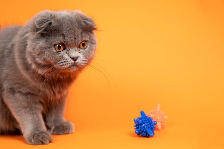 beste interactieve kattenspeelgoed