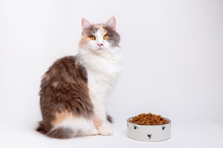 pettadore nutri fresh