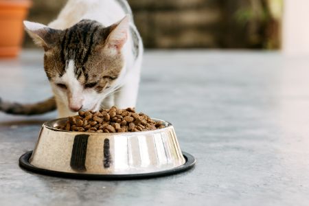 pettadore nutrifresh voerautomaat