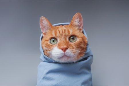 rompertje kat na operatie