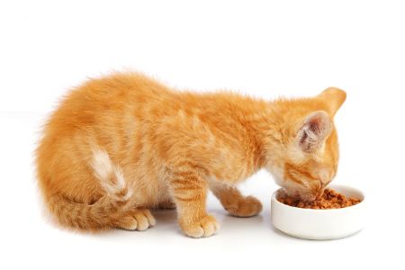 brokjes voor kitten
