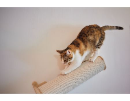 katten krabton 120cm