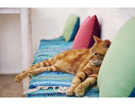 katten krabton vierkant