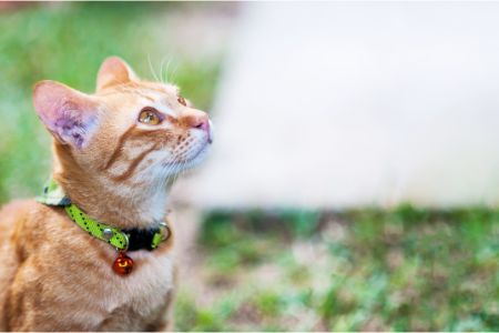welk natvoer kitten