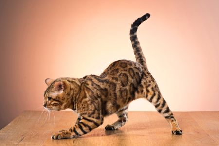 geniale kattennaam