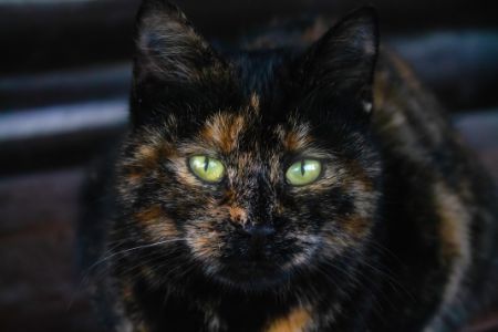 geniale kattennamen