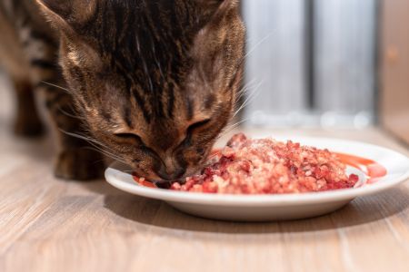 graanvrij kattennatvoer