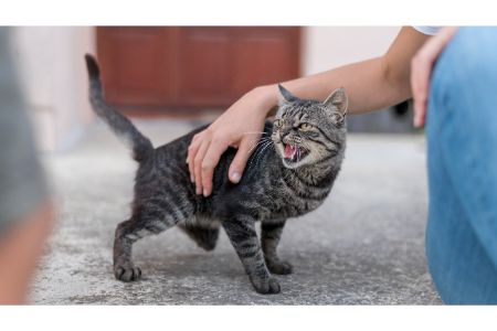 katten naam geniaal