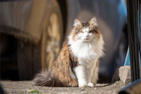 naam kater geniaal