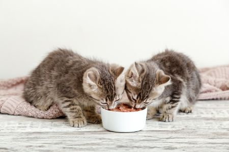whiskas natvoer grootverpakking