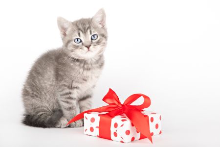 dierendag cadeau kat