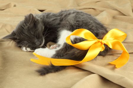 dierendagpakket kat