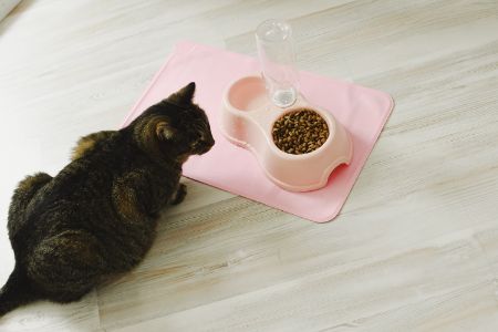 mag een kat chocolade