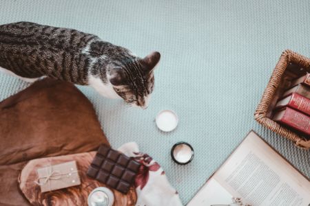 mogen katten chocolade