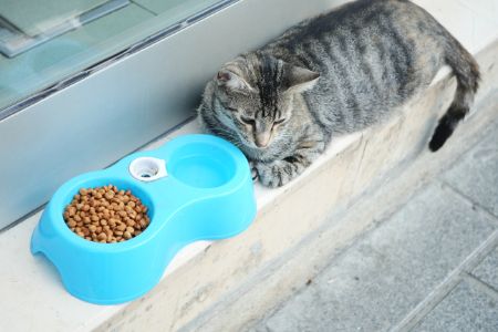wat mogen katten niet eten