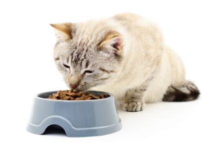 action kattenvoer alternatief