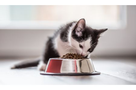 alternatief kattenvoer intratuin
