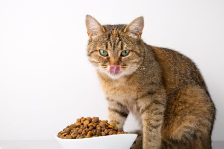 kattenbrokken action alternatief
