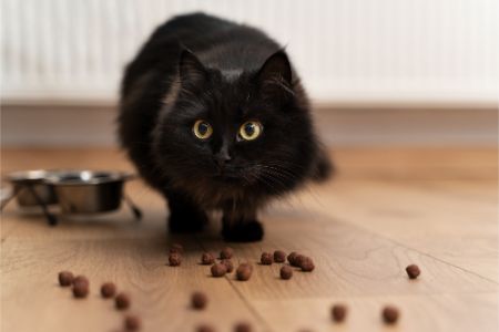 kattenbrokken cranenbroek alternatief