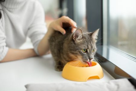 natvoer senior kat