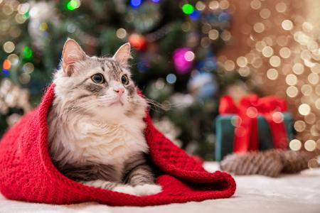 kerstbomen giftig voor katten