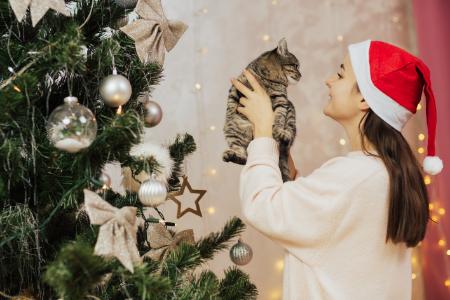 kerstboom kat giftig