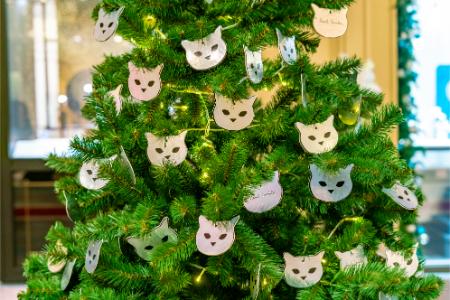 kerstboom naalden katten