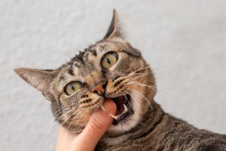 poes likt mijn gezicht