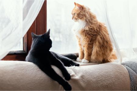 kattenhaar verwijderaar