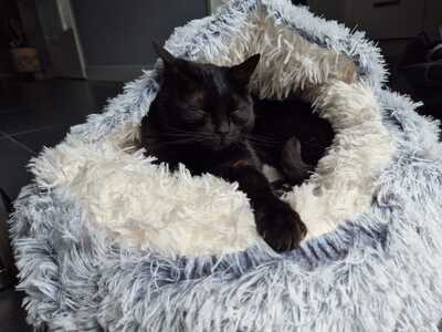 luxe kattenhuis