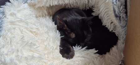 luxe kattenmand