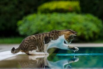 jc pets drinkfontein kat