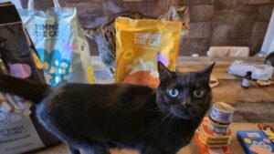 tommie the cat review graanvrije kattenbrokken